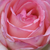 Roz - alb - Trandafir pentru straturi Floribunda - Honoré de Balzac